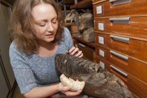 Victoria Herridge del Museo de Historia Natural de Londres con colmillos de dos tipos de mamuts