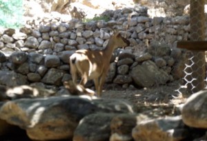 Cabra salvaje endémica de Creta, conocida como "kri kri"