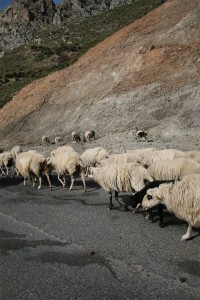 Ovejas en la carretera de Creta