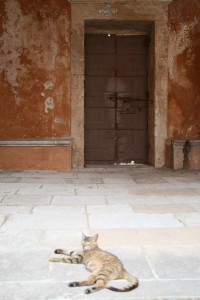 Gato en el monasterio Agia Triada